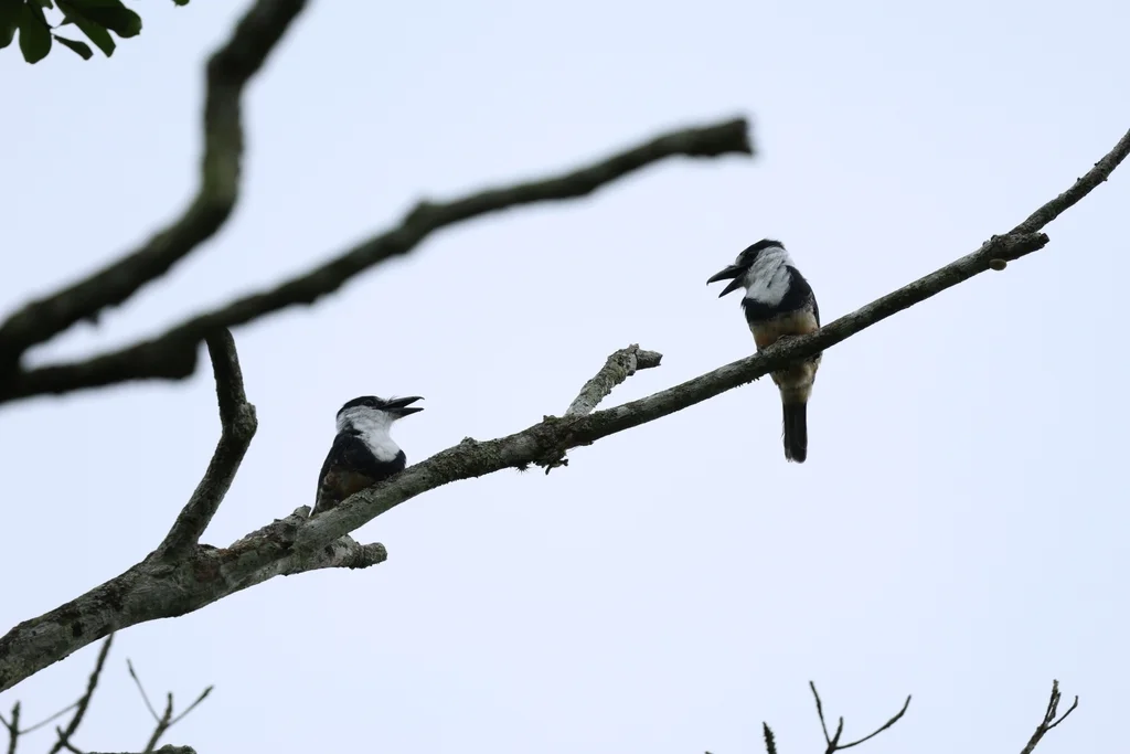 黄腹蓬头䴕(Notharchus swainsoni)