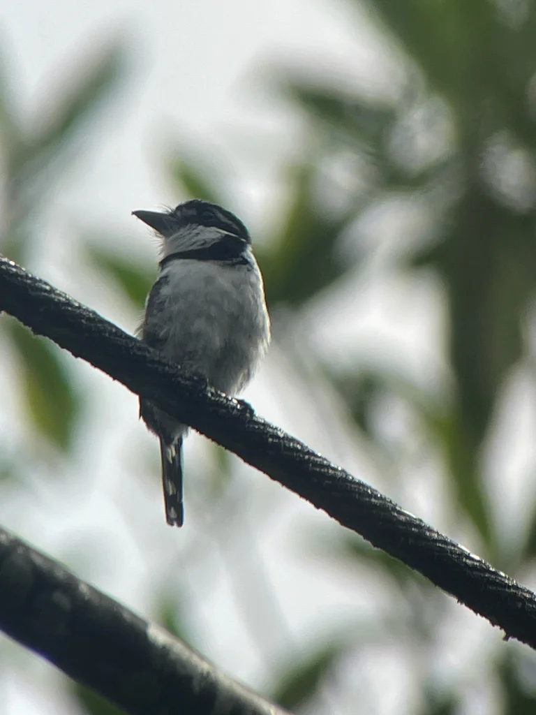 丽色蓬头䴕(Notharchus tectus)