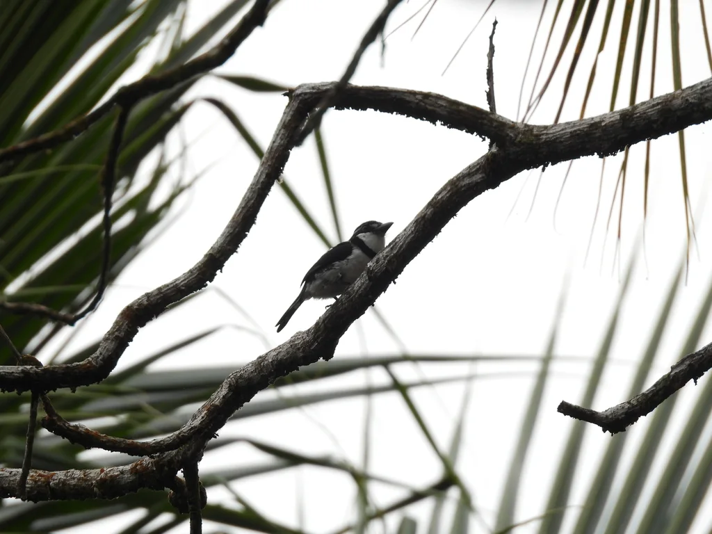 丽色蓬头䴕(Notharchus tectus)