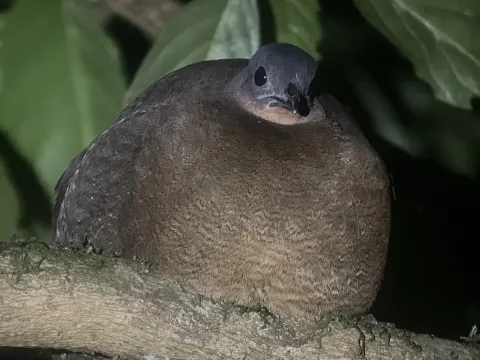 黑头林䳍