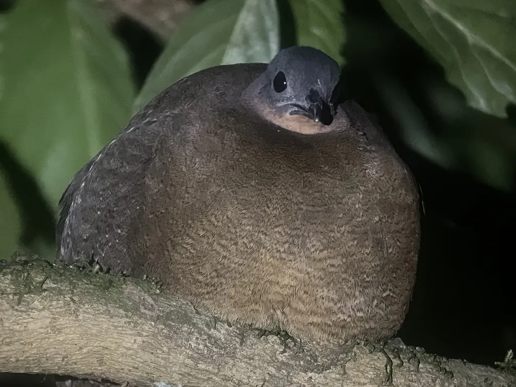 黑头林䳍(Nothocercus bonapartei)