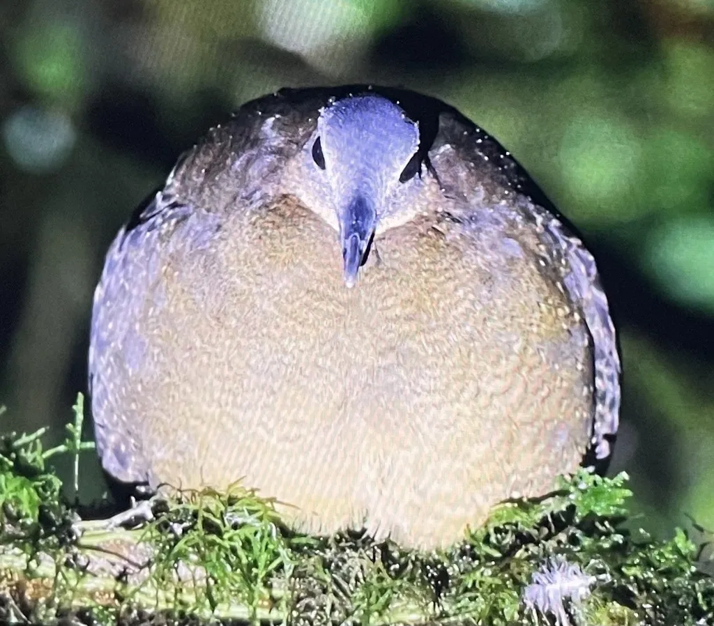 黑头林䳍(Nothocercus bonapartei)