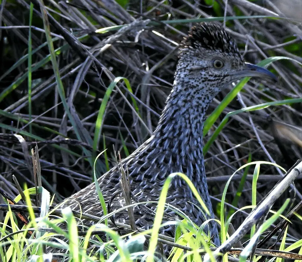 灰斑䳍(Nothoprocta cinerascens)
