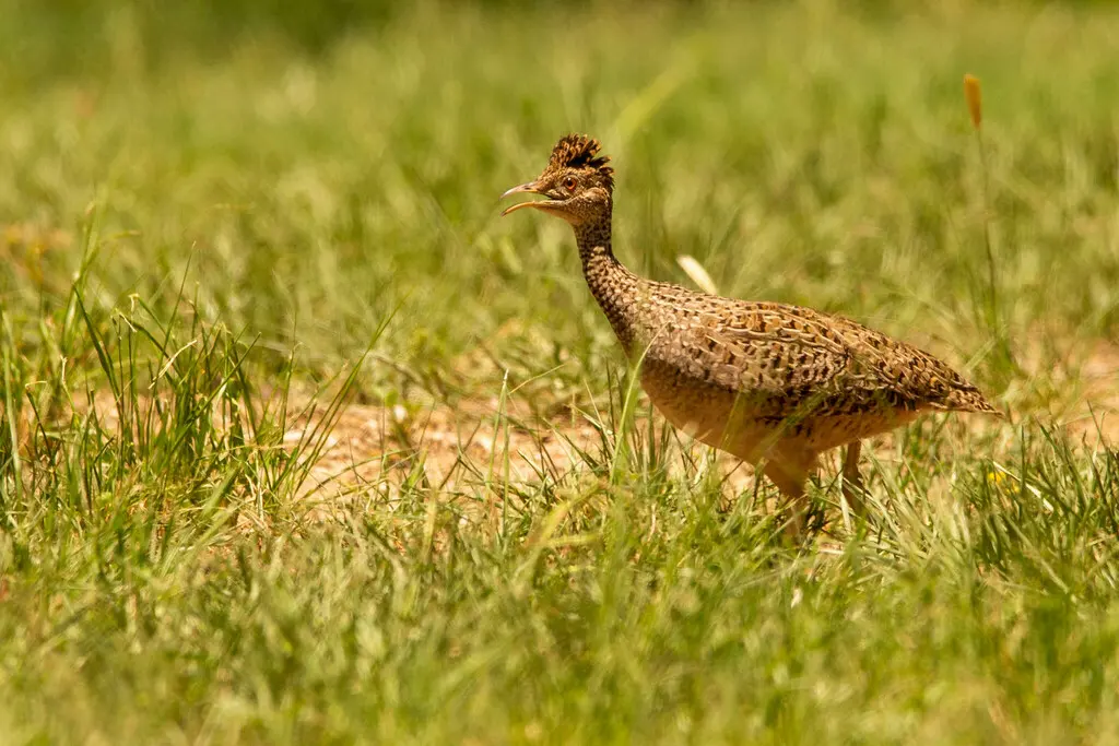 灰斑䳍(Nothoprocta cinerascens)