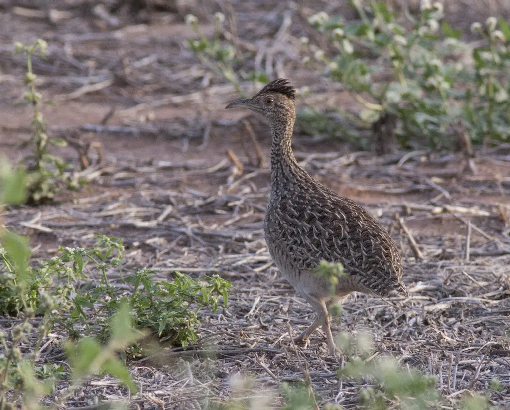 灰斑䳍(Nothoprocta cinerascens)