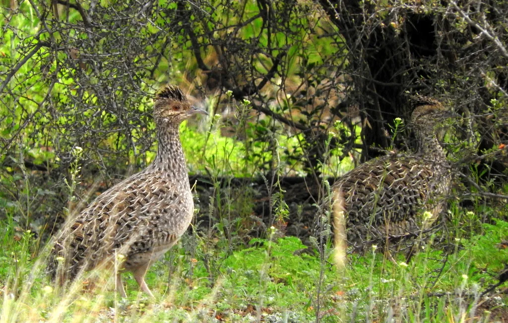 灰斑䳍(Nothoprocta cinerascens)