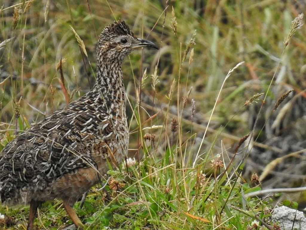 弯嘴斑䳍(Nothoprocta curvirostris)