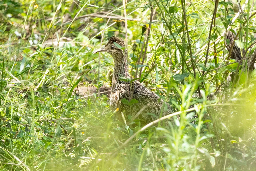 弯嘴斑䳍(Nothoprocta curvirostris)