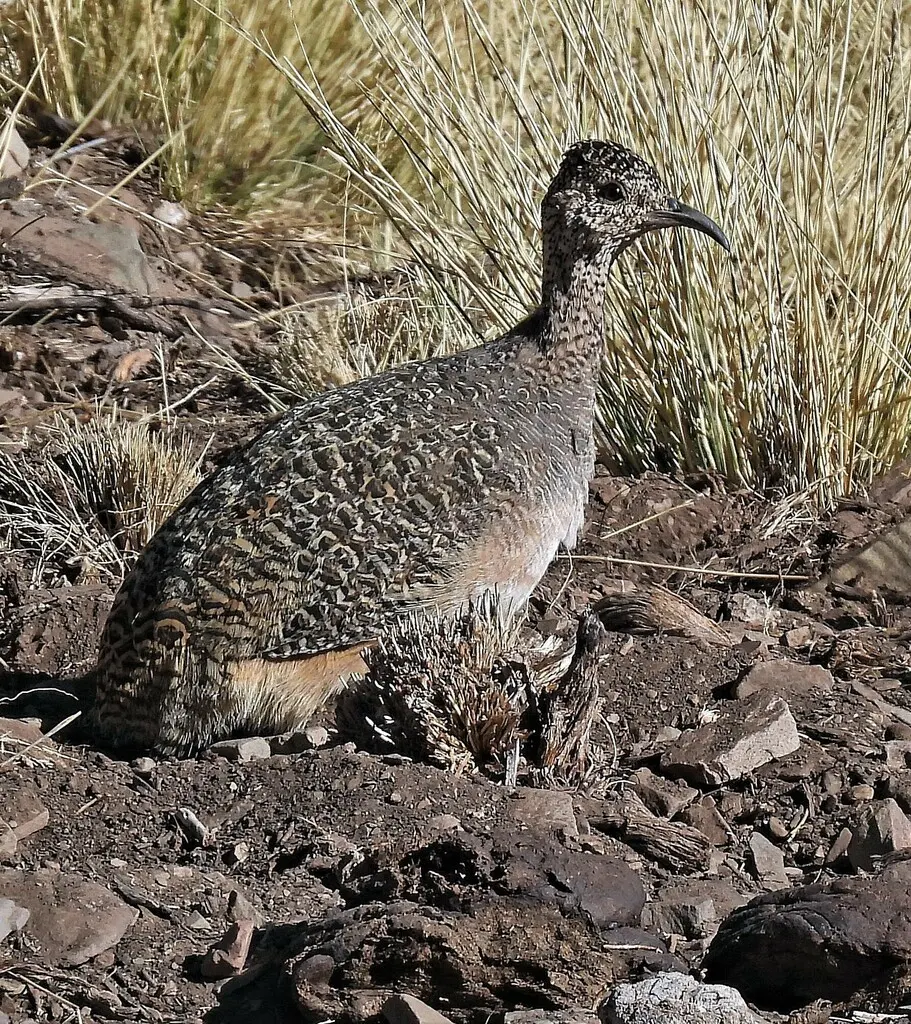 丽色斑䳍(Nothoprocta ornata)