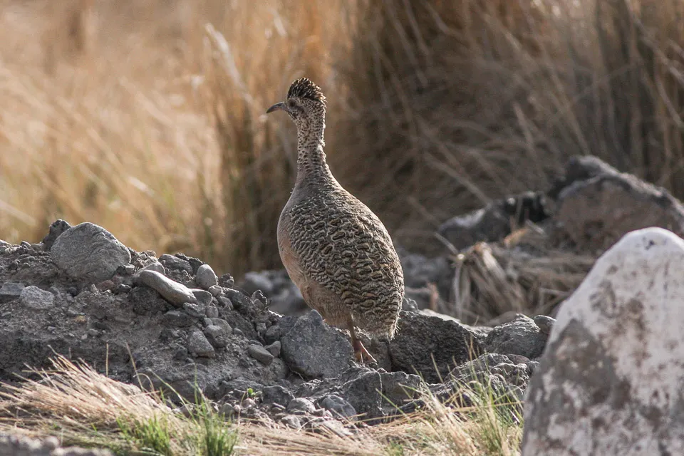 丽色斑䳍(Nothoprocta ornata)