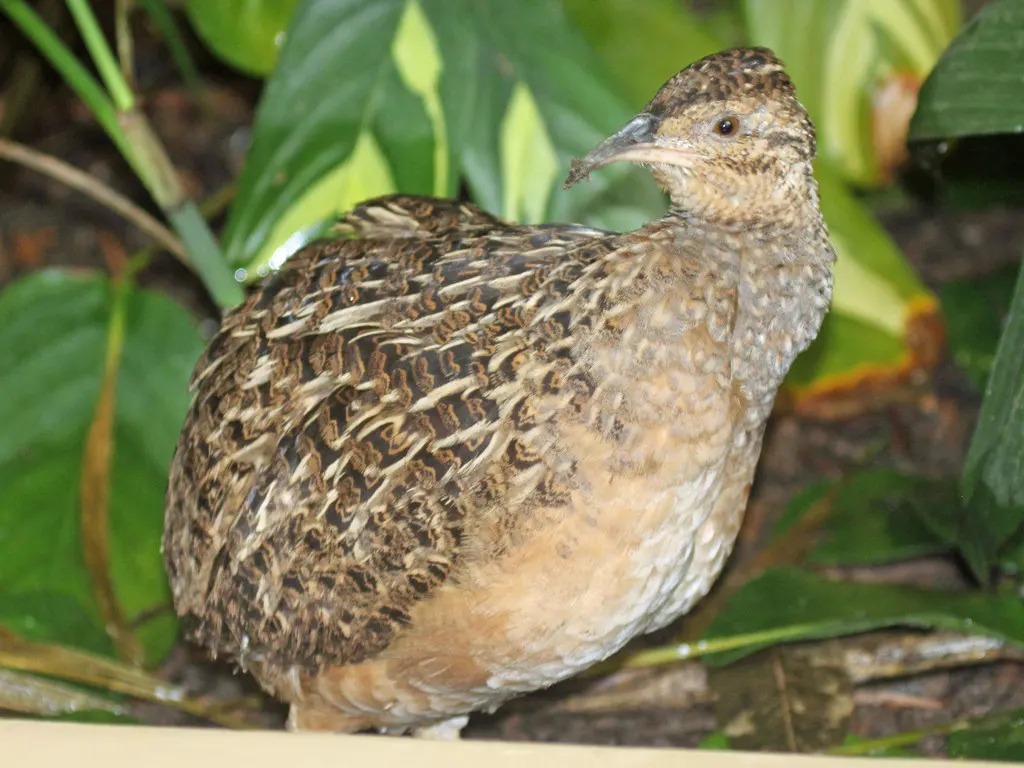 安第斯斑䳍(Nothoprocta pentlandii)
