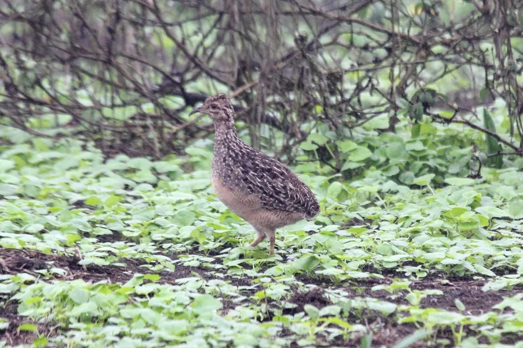 安第斯斑䳍(Nothoprocta pentlandii)
