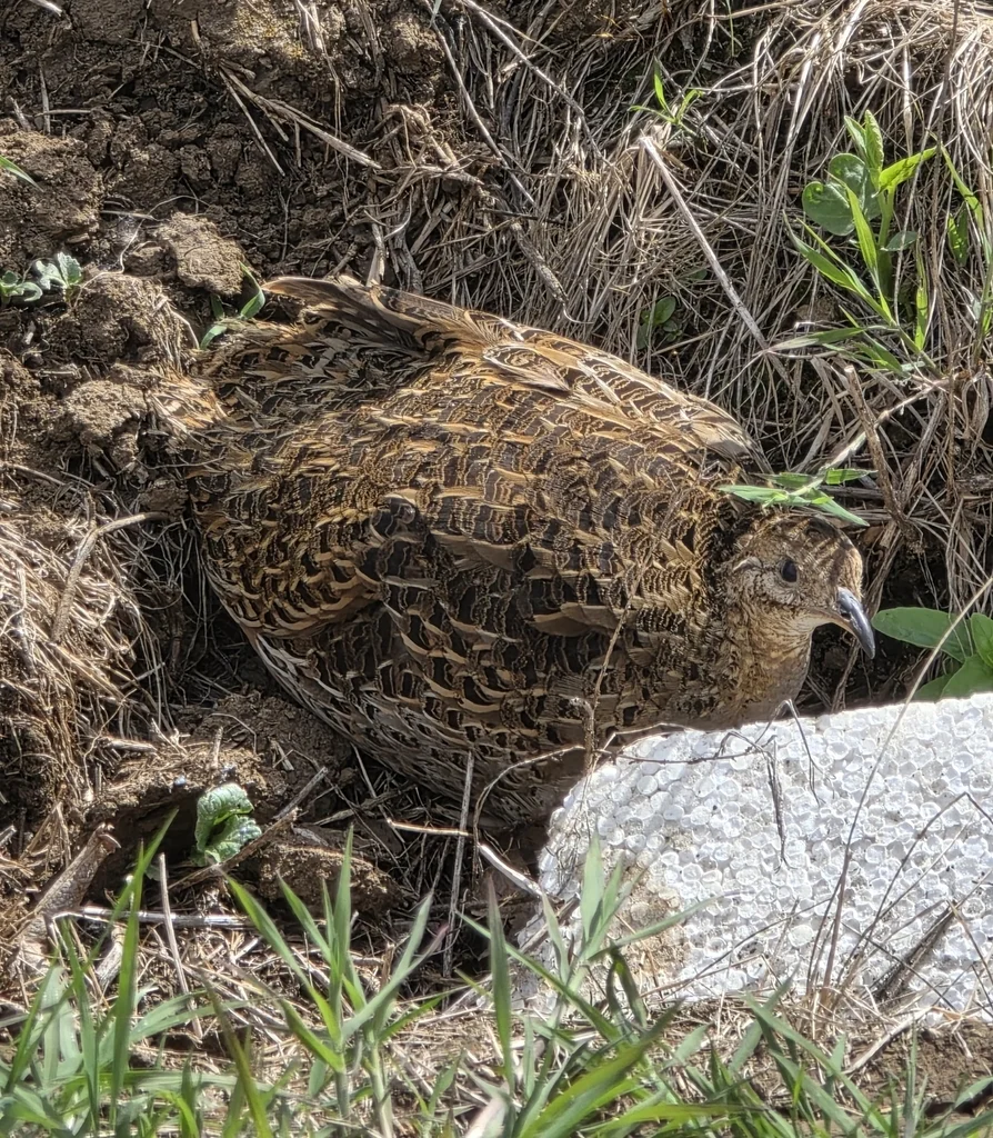 智利斑䳍(Nothoprocta perdicaria)
