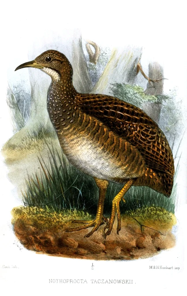 高山斑䳍(Nothoprocta taczanowskii)