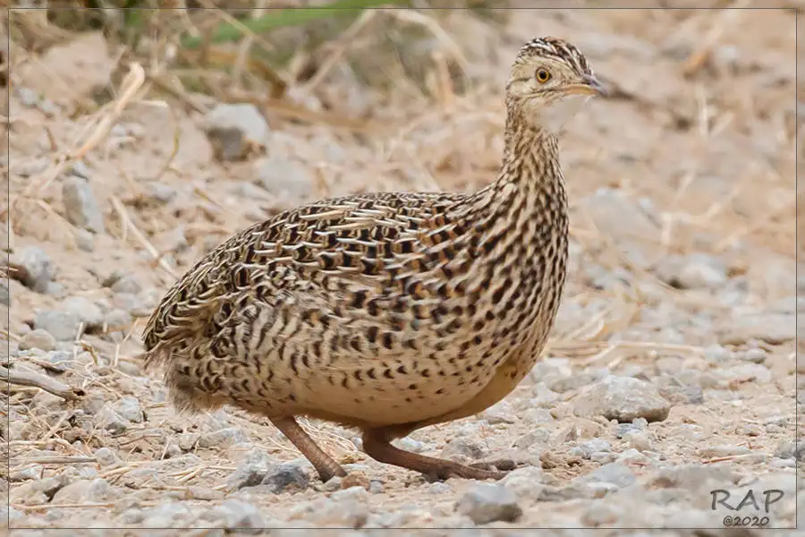 斑拟䳍(Nothura maculosa)
