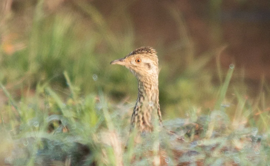 斑拟䳍(Nothura maculosa)