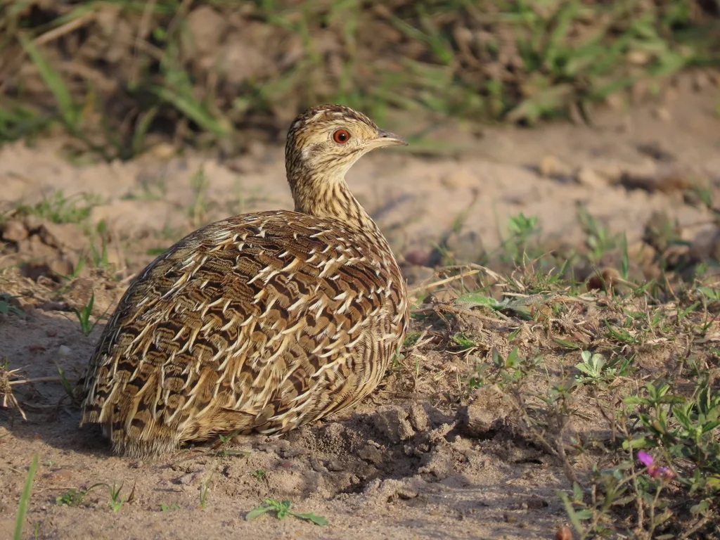 斑拟䳍(Nothura maculosa)