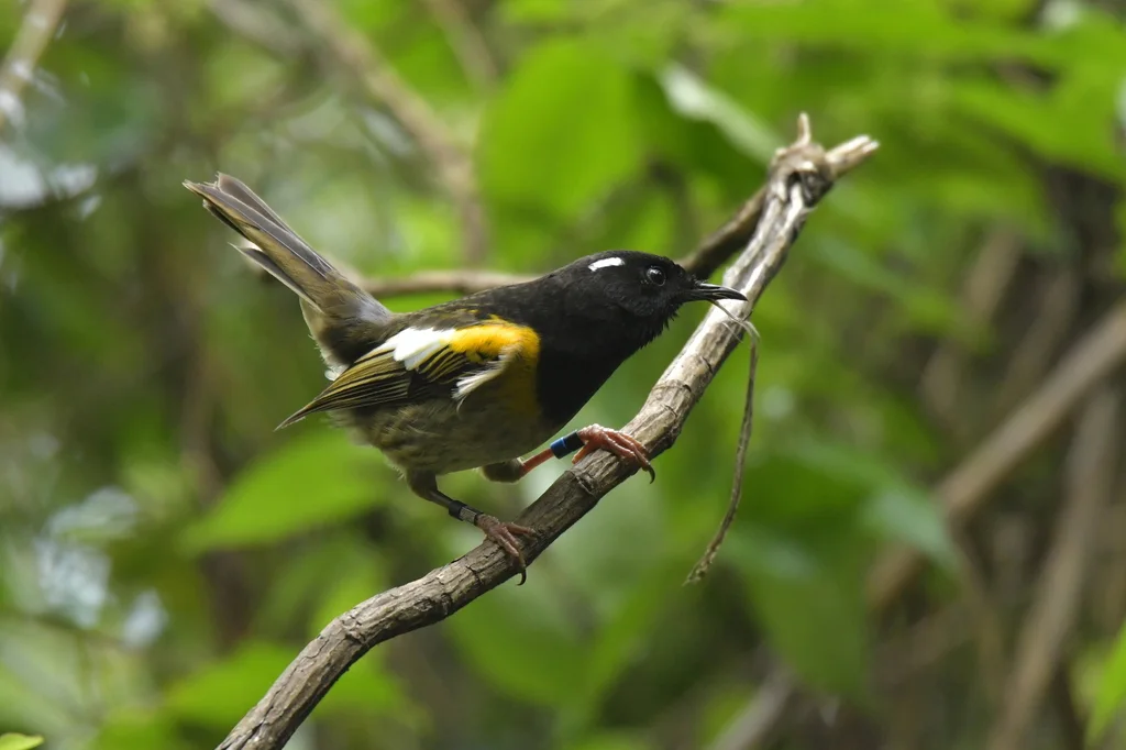 须吸蜜鸟(Notiomystis cincta)