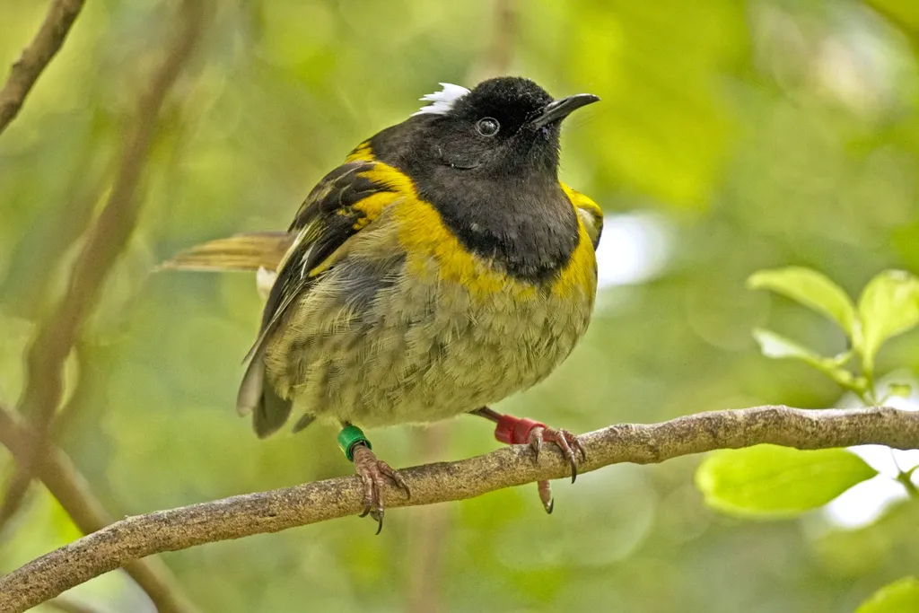 须吸蜜鸟(Notiomystis cincta)