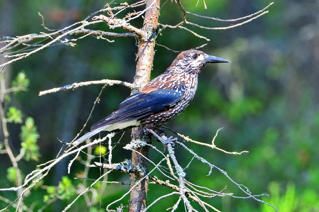 北星鸦(Nucifraga caryocatactes)