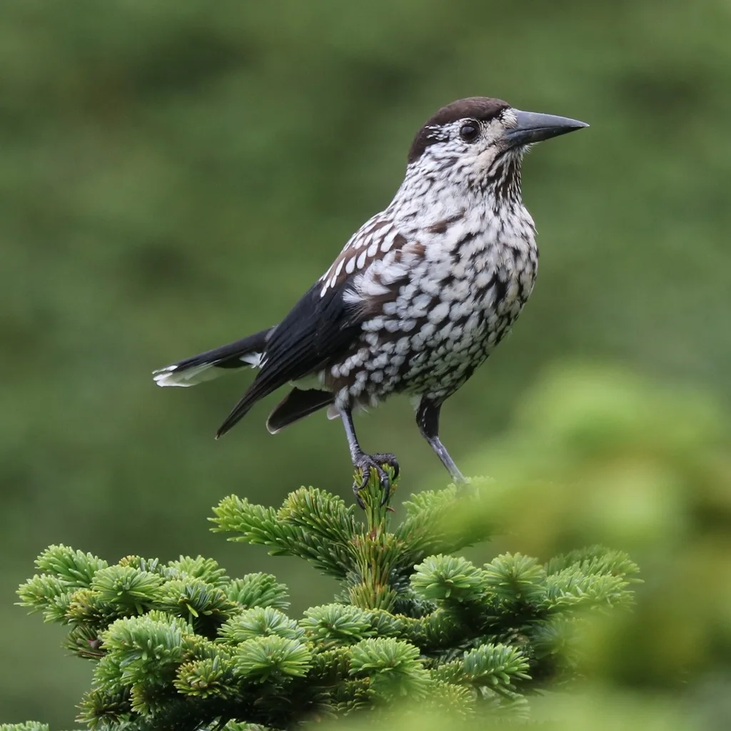 北星鸦(Nucifraga caryocatactes)
