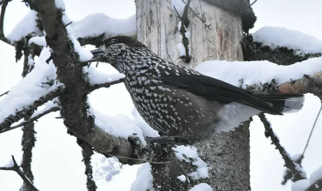 北星鸦(Nucifraga caryocatactes)