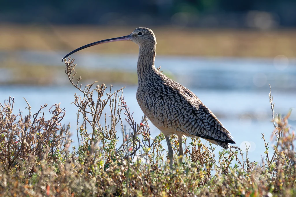 长嘴杓鹬(Numenius americanus)