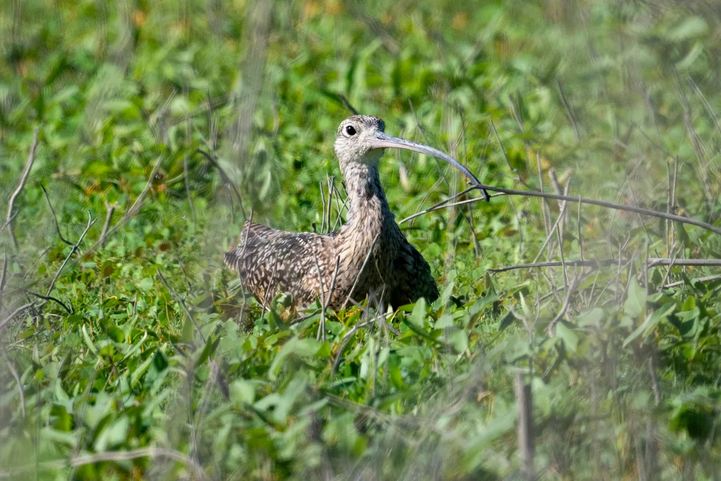 长嘴杓鹬(Numenius americanus)