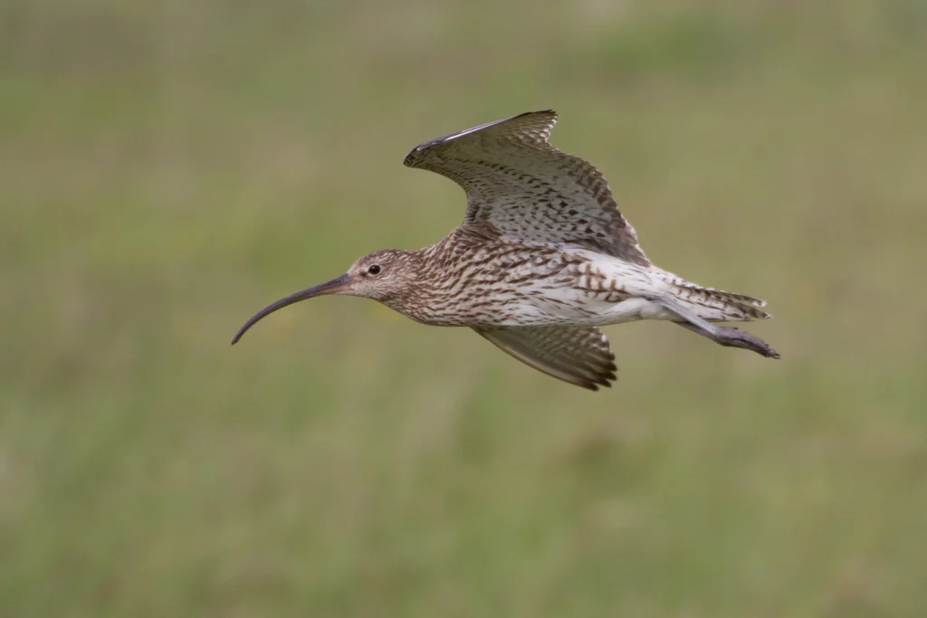 白腰杓鹬(Numenius arquata)