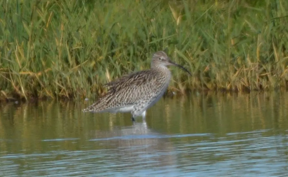白腰杓鹬(Numenius arquata)