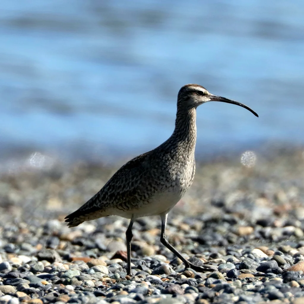 哈德森杓鹬(Numenius hudsonicus)