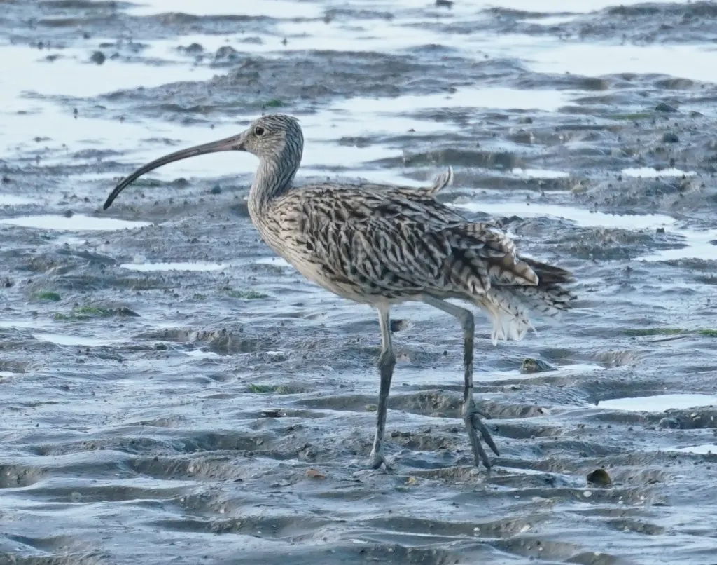 大杓鹬(Numenius madagascariensis)