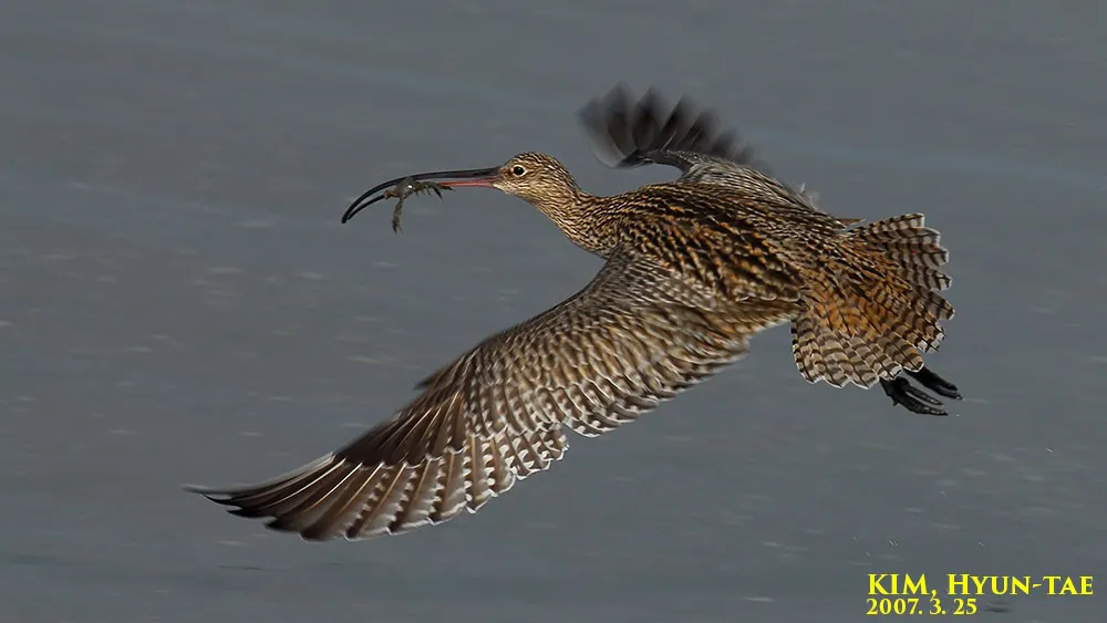 大杓鹬(Numenius madagascariensis)
