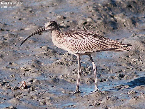 大杓鹬(Numenius madagascariensis)