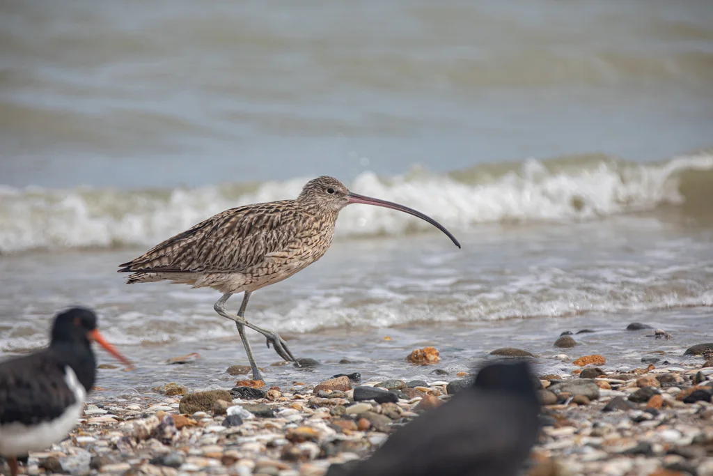 大杓鹬(Numenius madagascariensis)
