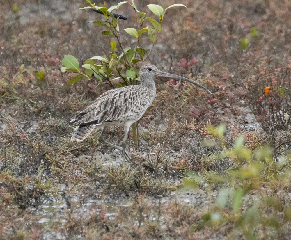 大杓鹬(Numenius madagascariensis)