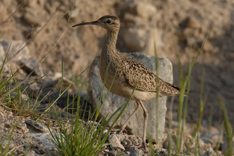 小杓鹬（Numenius minutus）