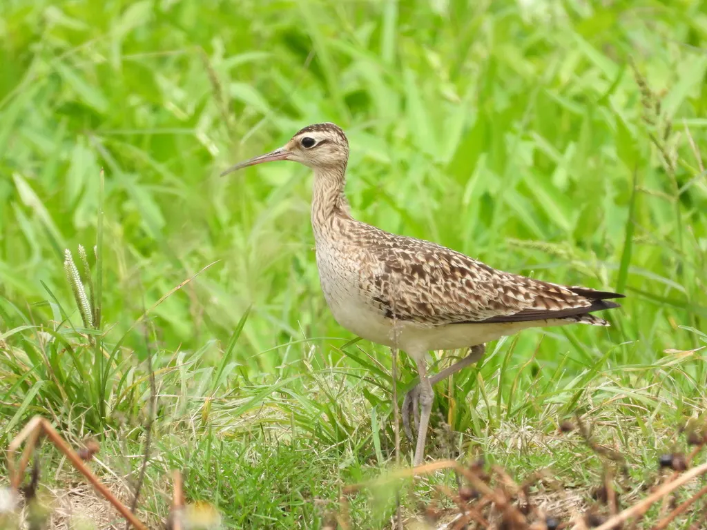 小杓鹬（Numenius minutus）