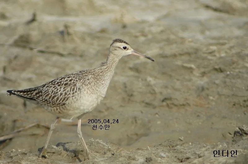 小杓鹬（Numenius minutus）