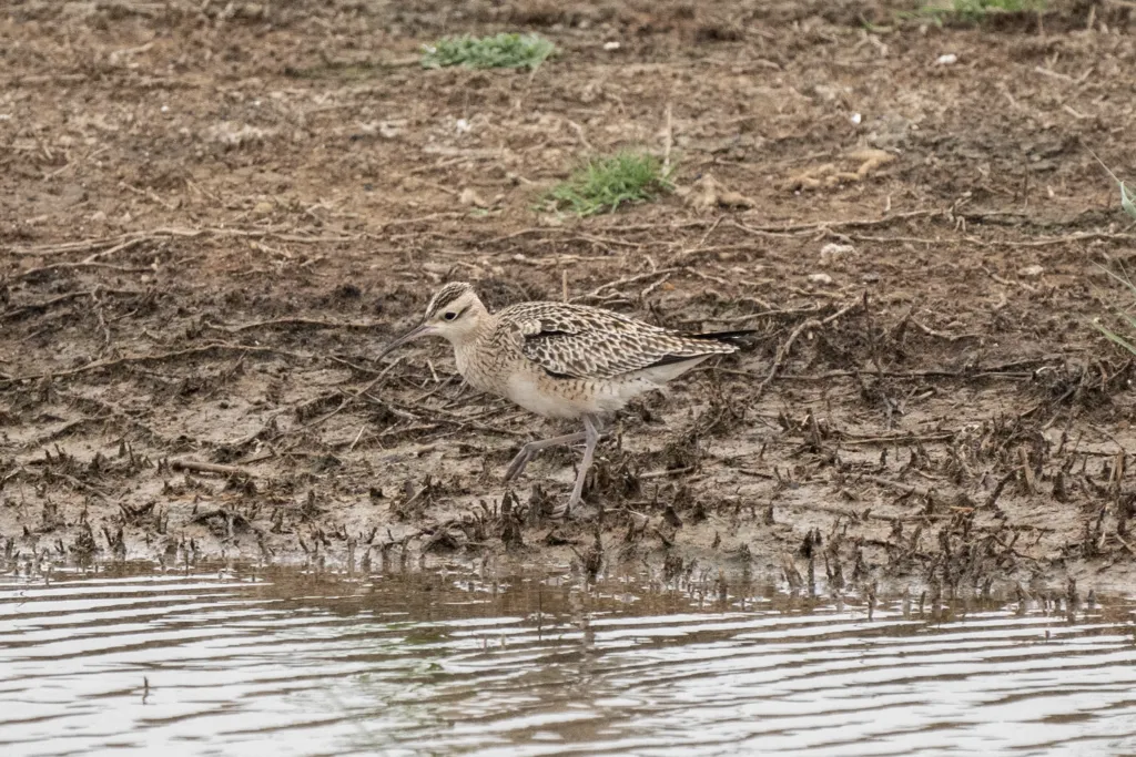 小杓鹬（Numenius minutus）