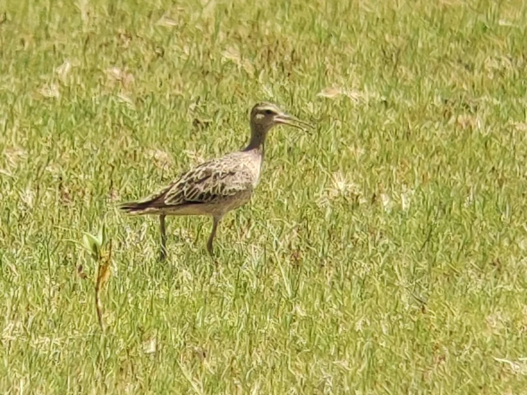 小杓鹬（Numenius minutus）