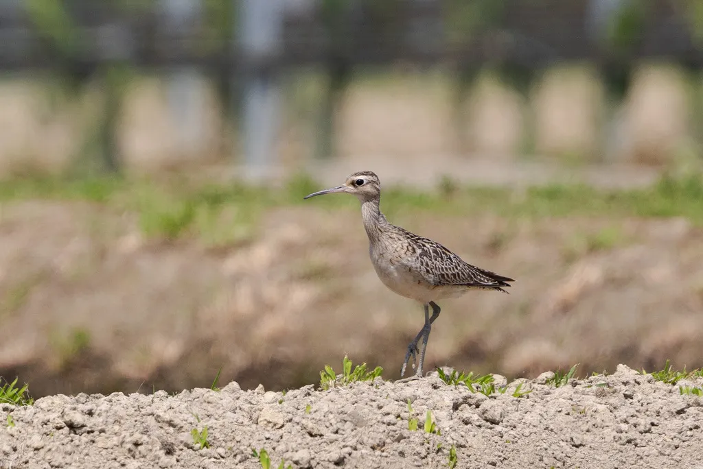 小杓鹬（Numenius minutus）