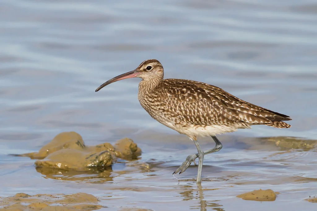 中杓鹬(Numenius phaeopus)