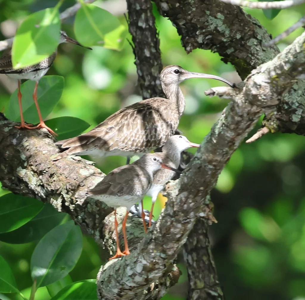 中杓鹬(Numenius phaeopus)