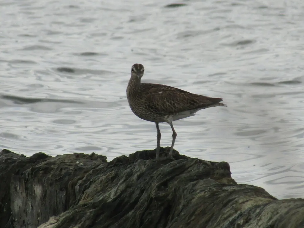 中杓鹬(Numenius phaeopus)