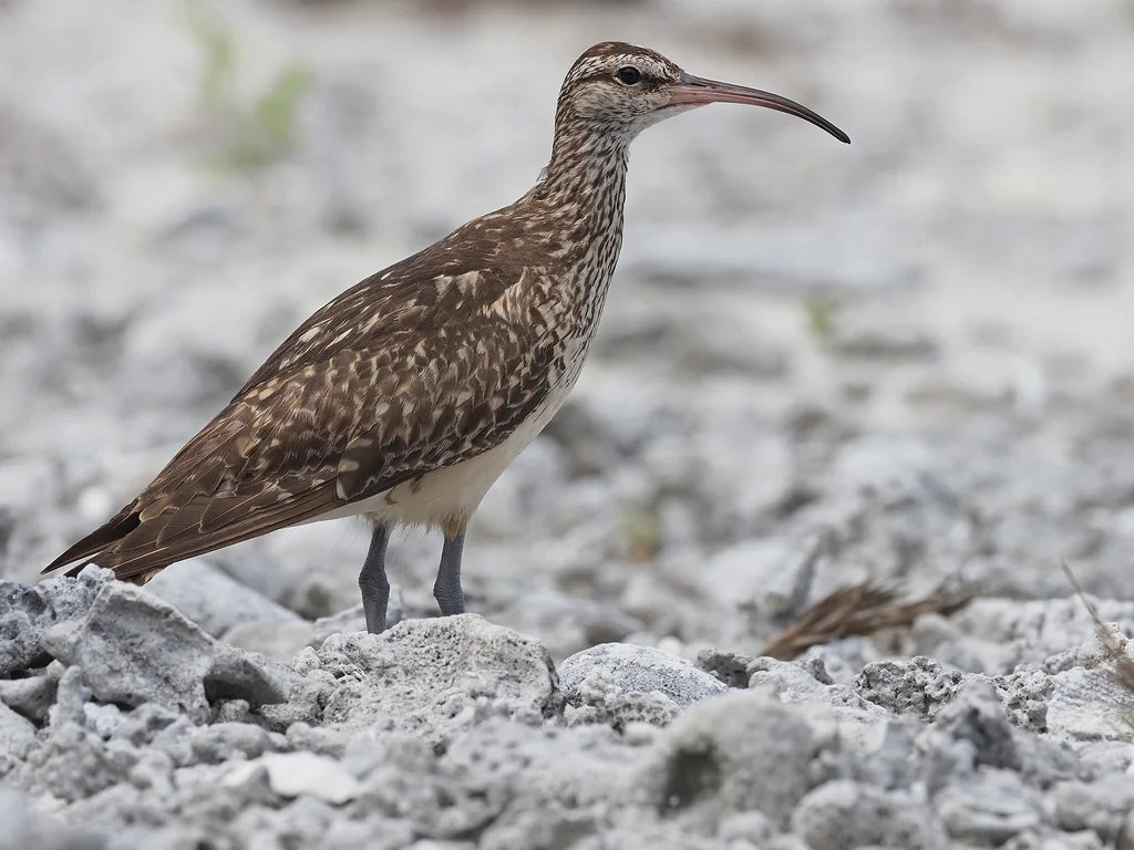 太平洋杓鹬(Numenius tahitiensis)