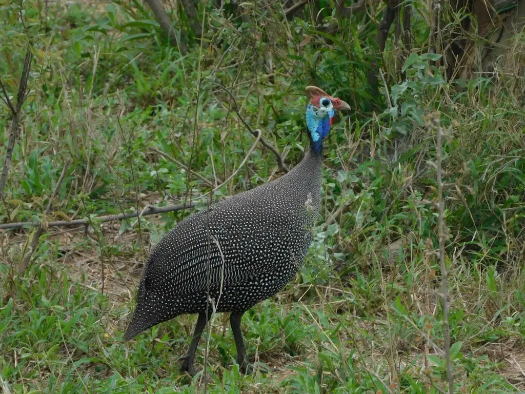 珠鸡(Numida meleagris)