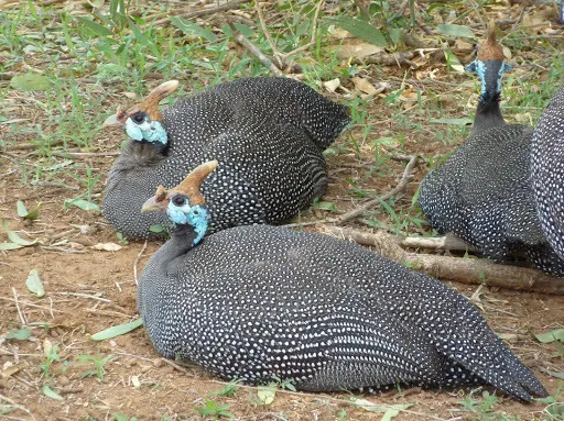 珠鸡(Numida meleagris)