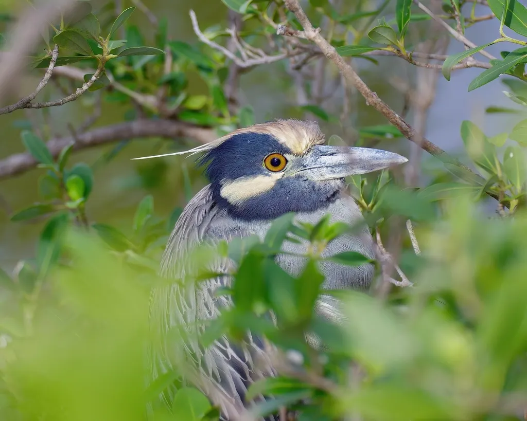 黄冠夜鹭(Nyctanassa violacea)