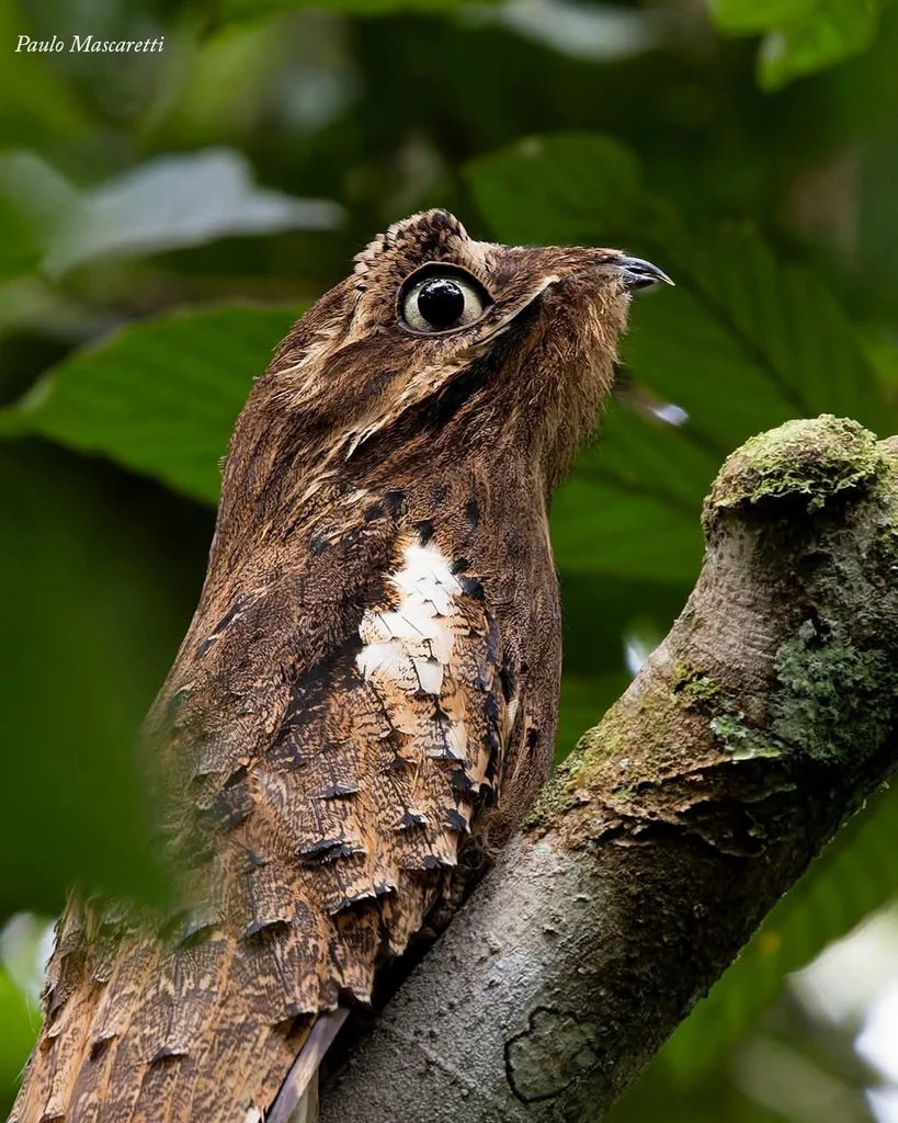 长尾钩嘴夜鹰(Nyctibius aethereus)